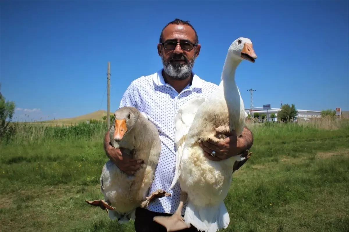 Ülke üretimine katkı sunmak için kaz çiftliği kurdu