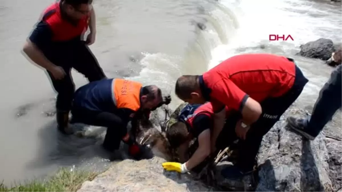 ZONGULDAK Çaya düşen eşeği itfaiye kurtardı