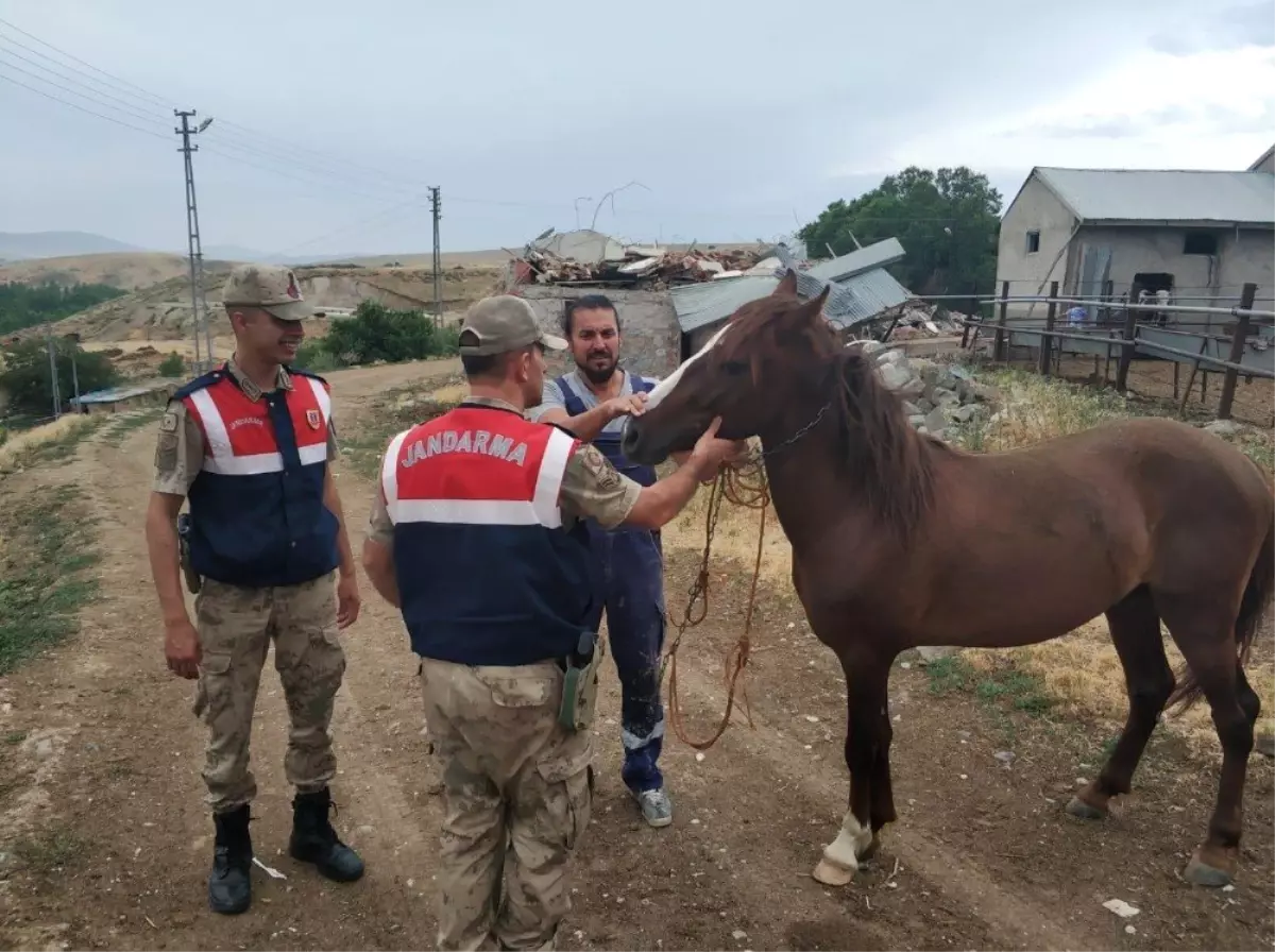 At hırsızı yakalandı