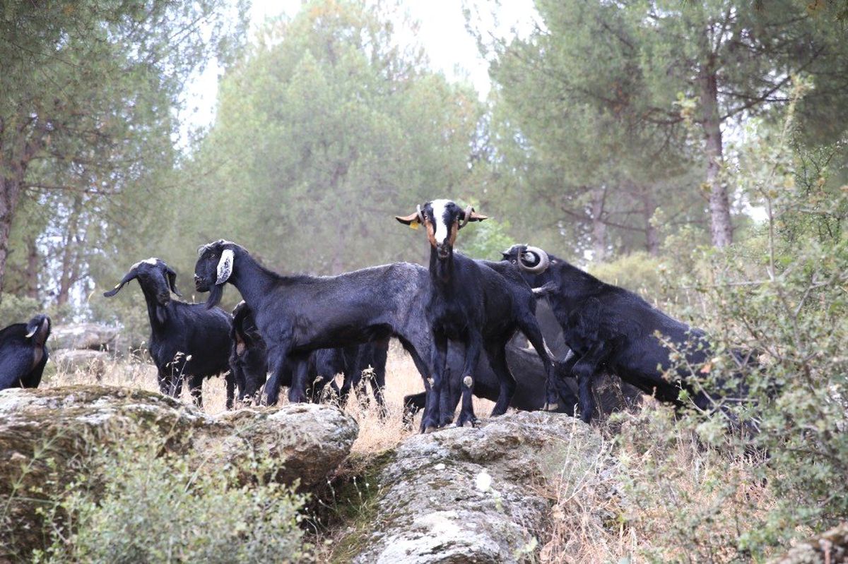 Aydın\'da keçicilik gelişiyor