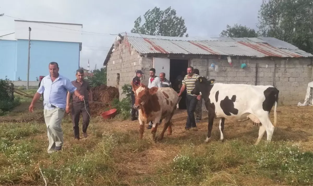 Dedektif muhtar çalıntı inekleri buldu