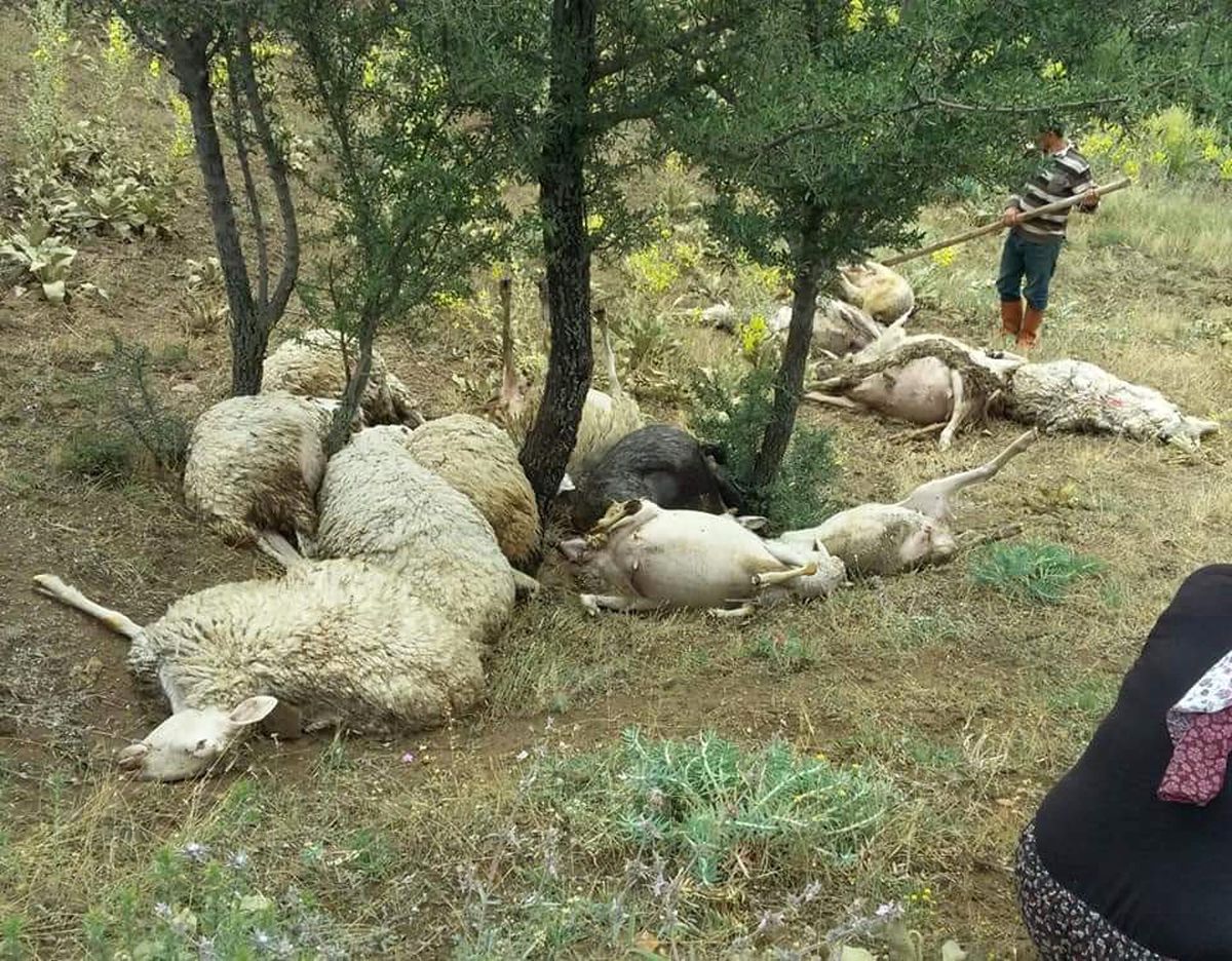 Denizli\'de üzerine yıldırım düşen 15 koyun telef oldu