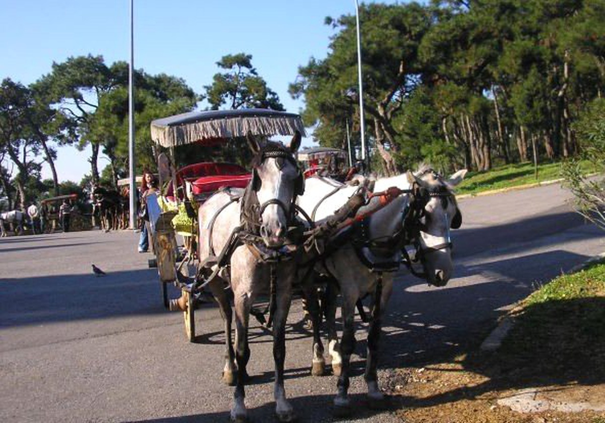 İzmir\'in o ilçesinde faytonların kullanımı yasaklandı