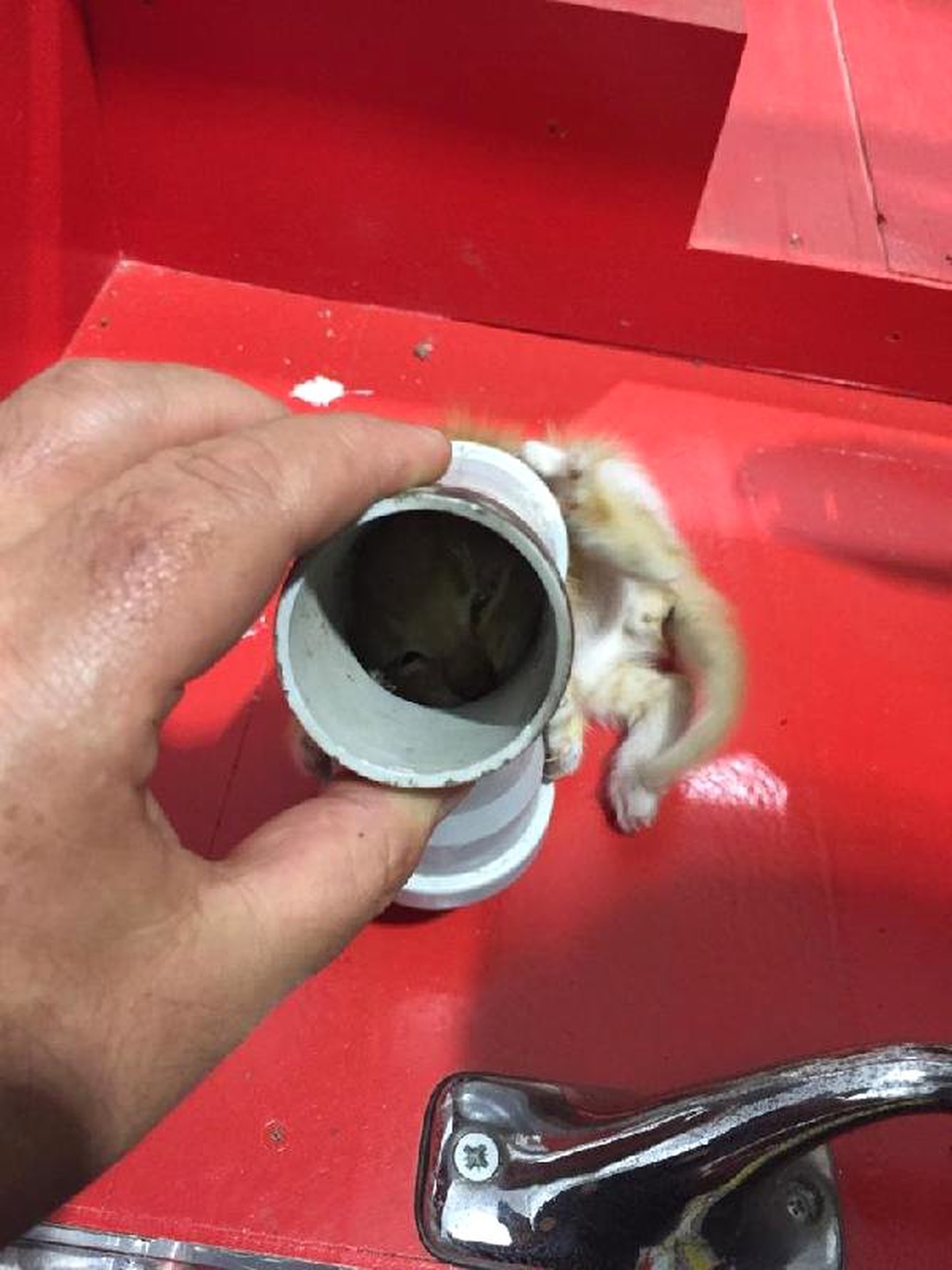 Kafası su borusuna sıkışan yavru kediyi itfaiye kurtardı