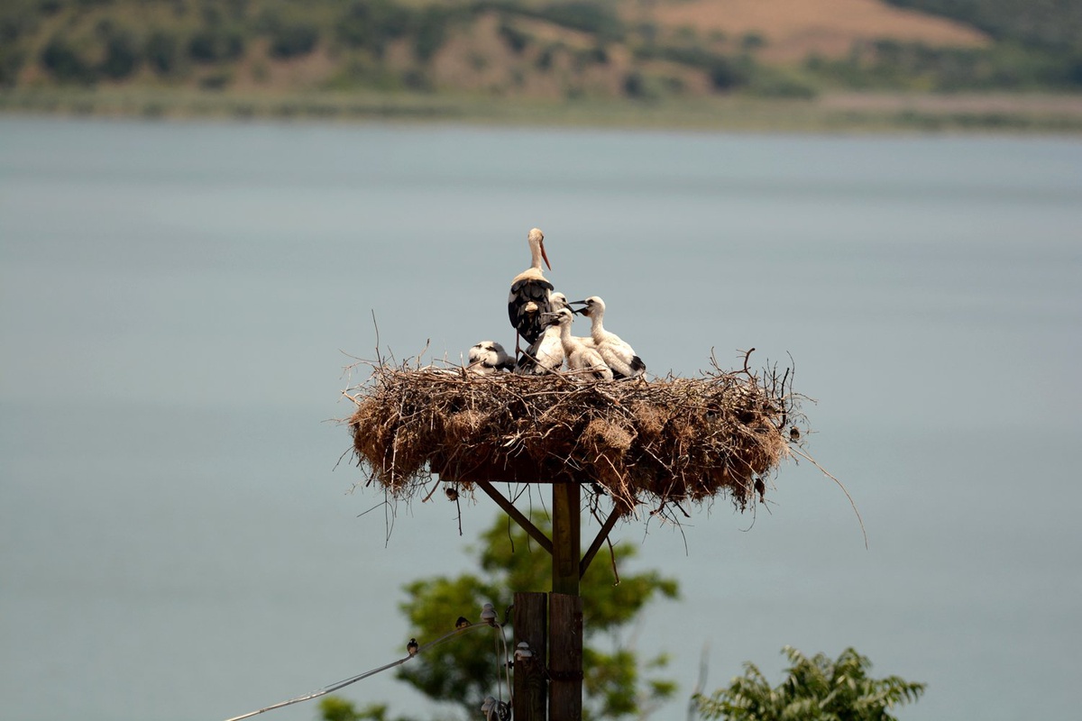 Karacabey\'de 15. Uluslararası Leylek Festivali için geri sayım
