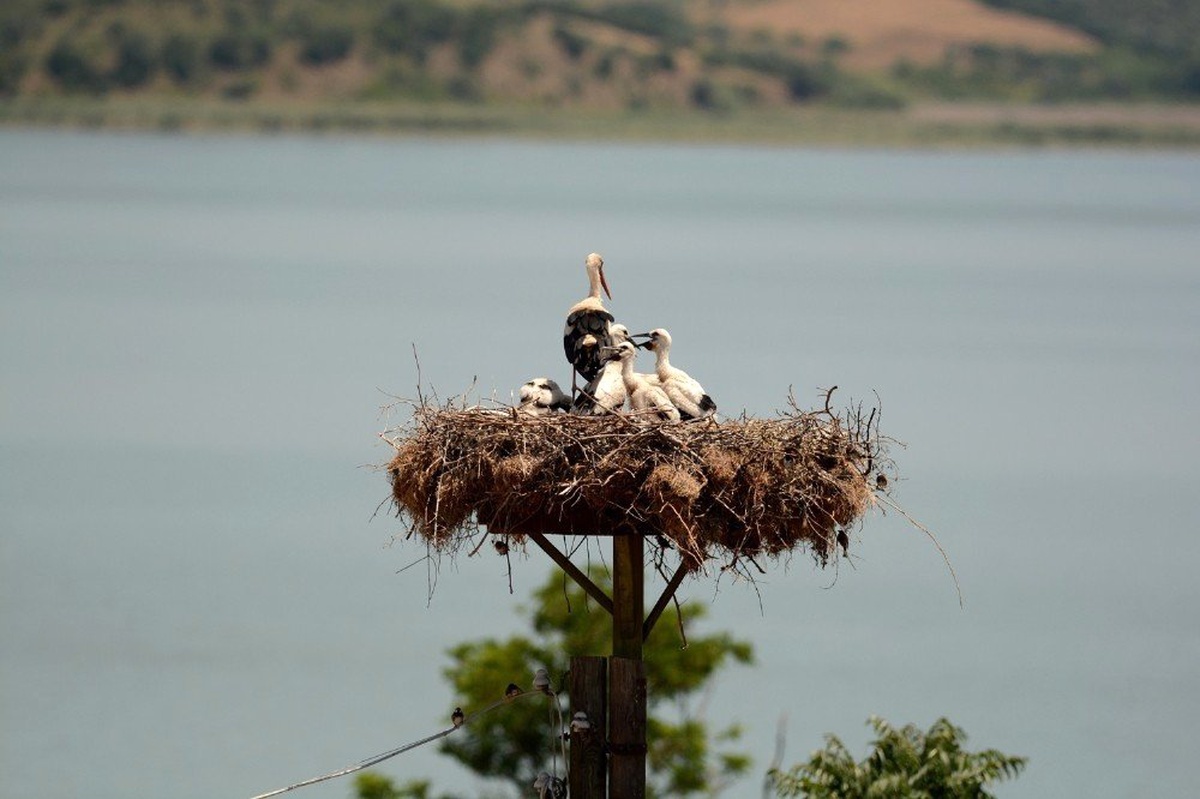 Karacabey\'de 15. Uluslararası Leylek Festivali için geri sayım başladı
