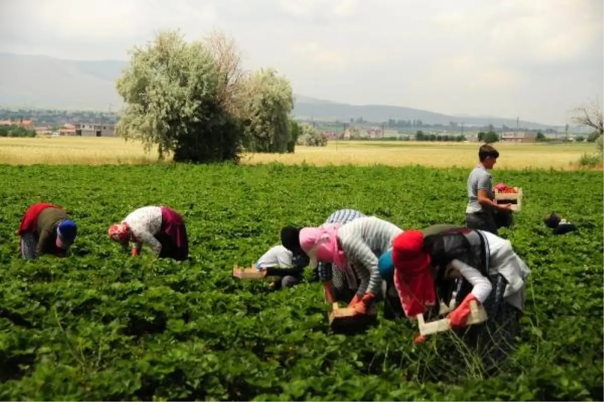 Nevşehir\'den Arap ülkelerine çilek ihracı