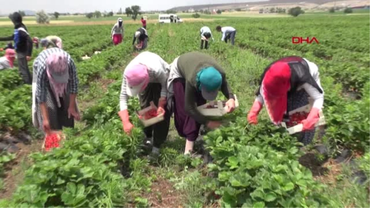 Nevşehir\'den Arap ülkelerine çilek ihracı