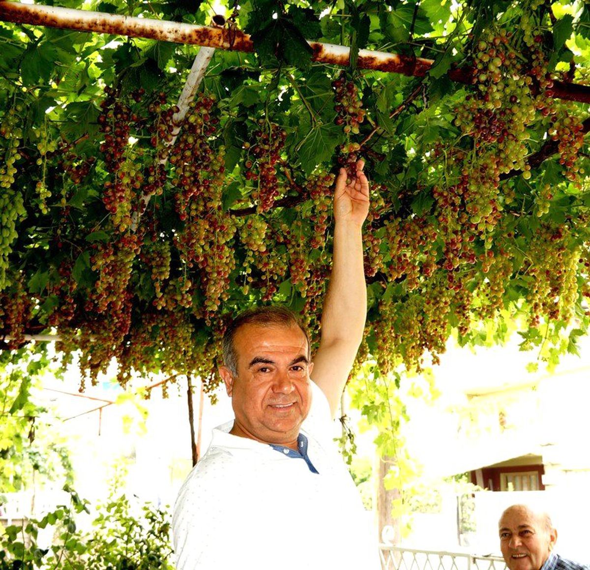 Sarıgöl\'de mevsimin ilk üzümü yetişti
