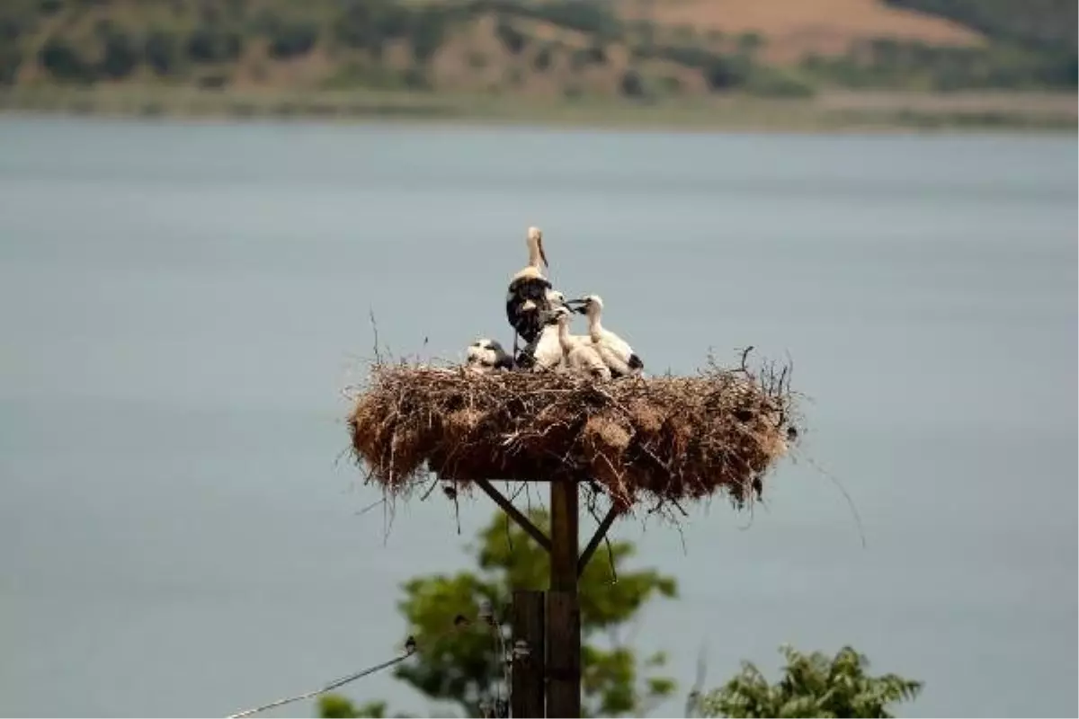 Uluslararası Leylek Festivali için hazırlıklar tamamlandı