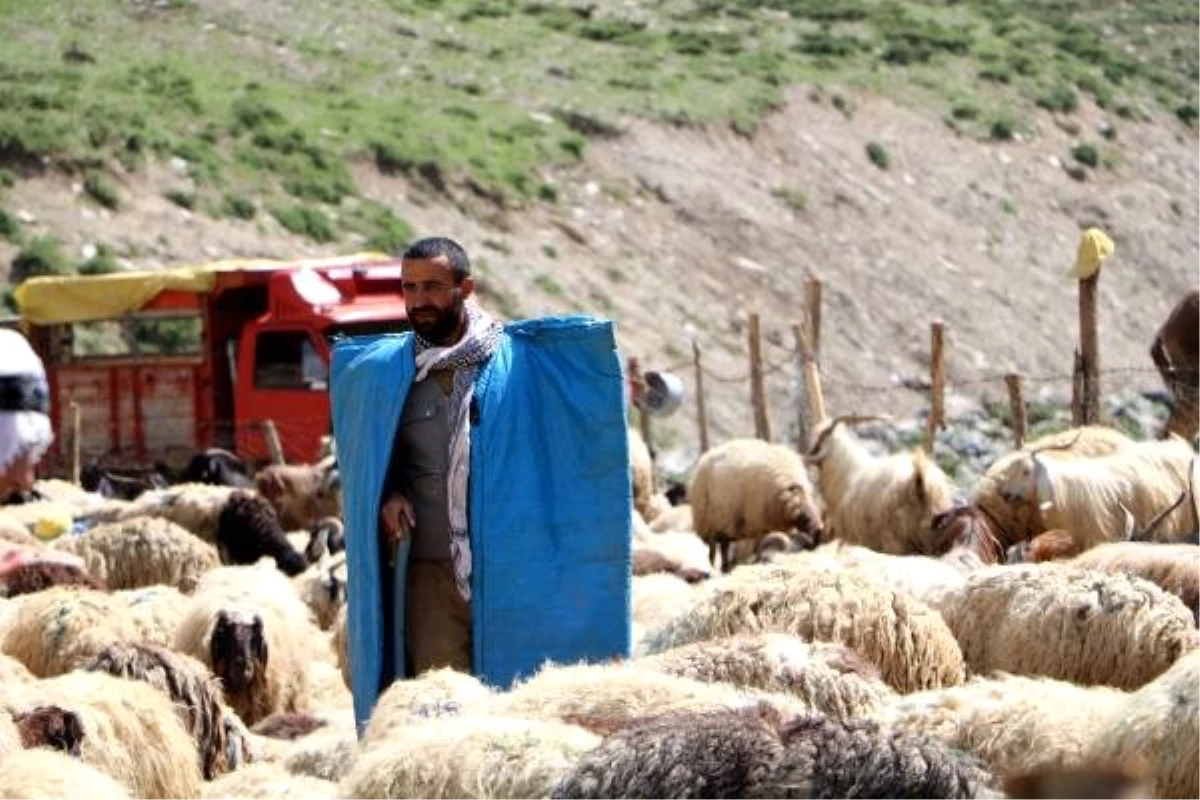 Üniversite mezunu genç 1500 koyuna çobanlık yapıyor