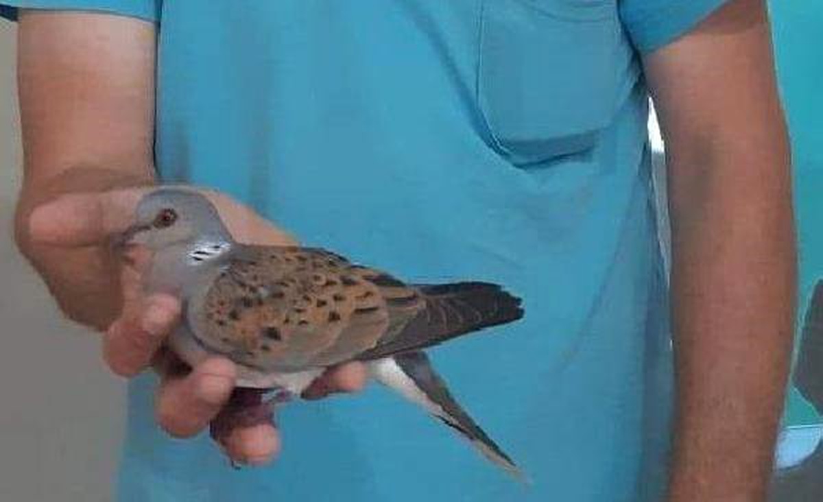 Yaralı bulunan ve nesli tükenmekte olan \'üveyik\' tedaviye alındı