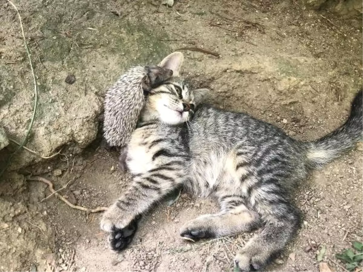 Yavru kedi ve kirpinin şaşırtan dostluğu