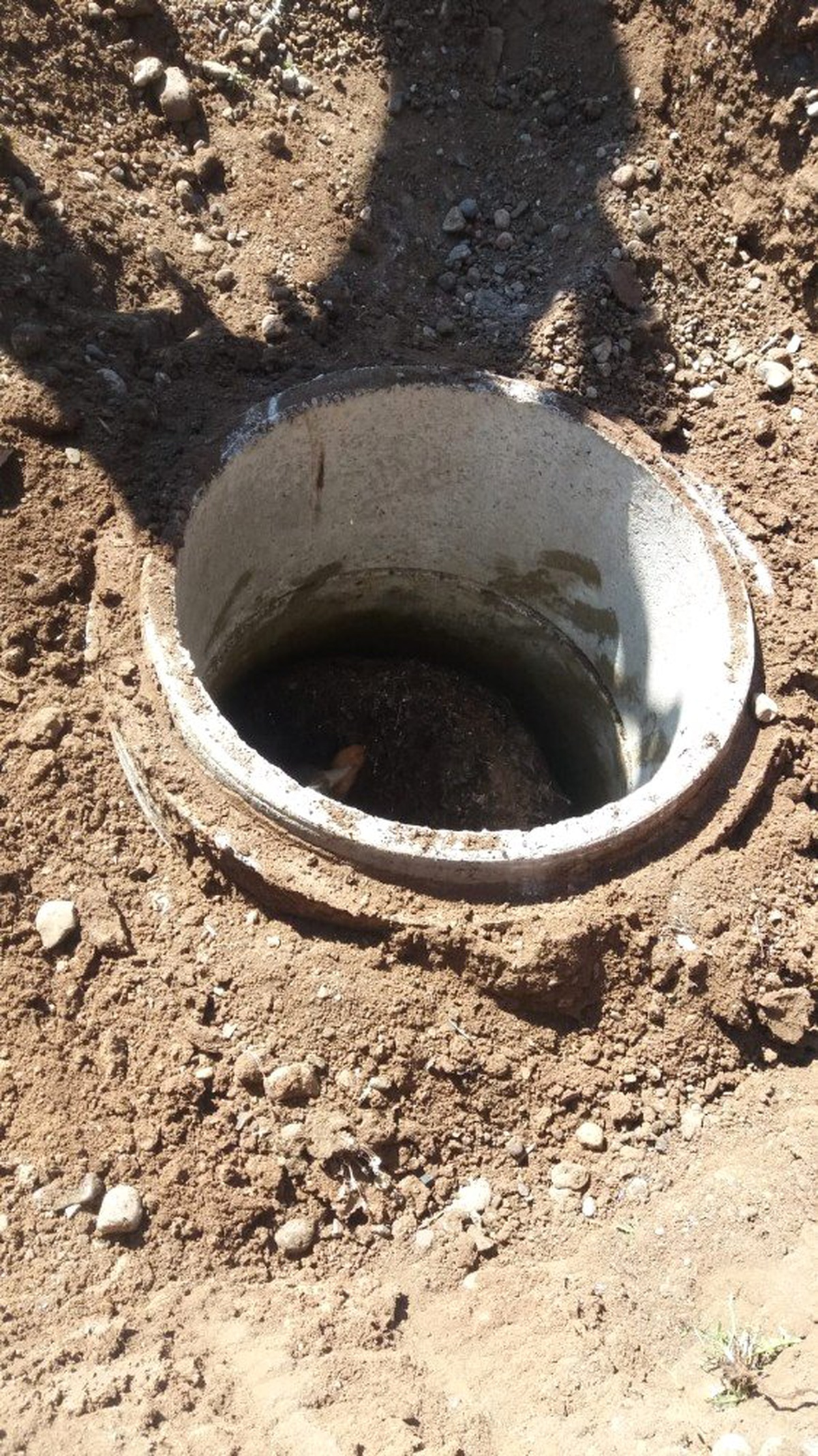 Ağrı\'da kuyuya düzen dana itfaiye ekipleri tarafından kurtuldu