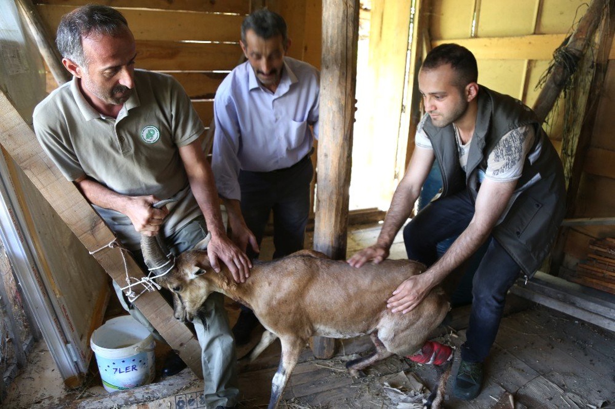 Artvin\'de köpeklerin saldırdığı yaban keçisini barajın özel güvenlik personeli kurtardı