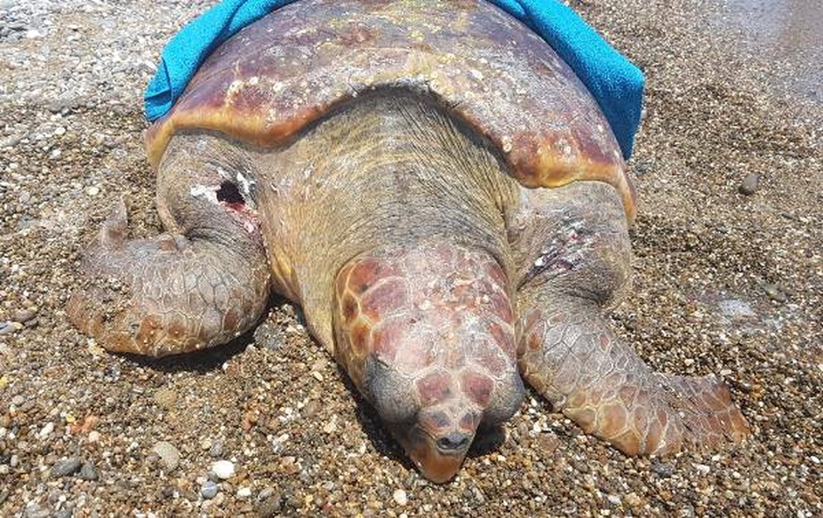 Caretta caretta tüfekle vurularak öldürüldü