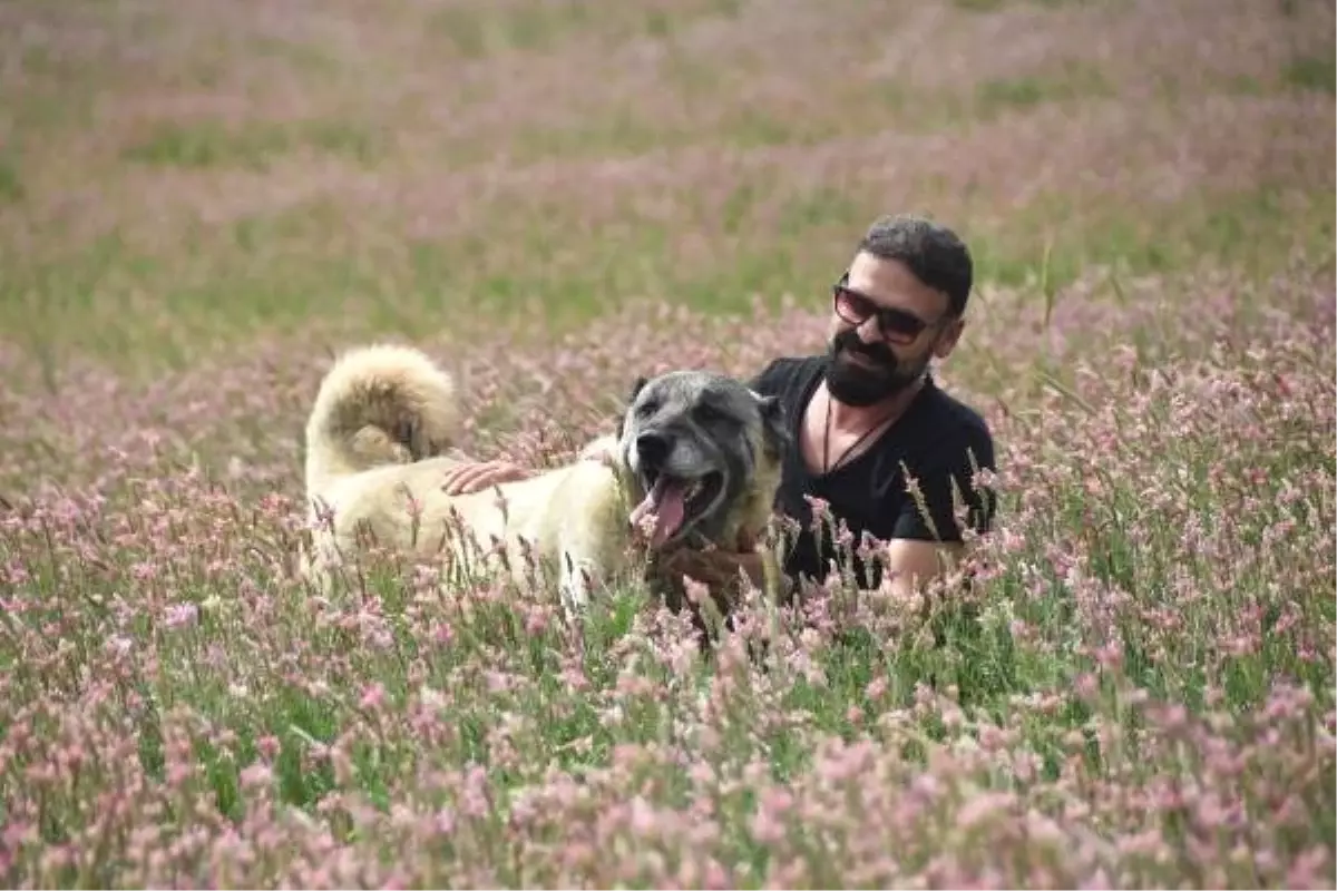 Kangal köpeklerini uluslararası festivale hazırlıyorlar