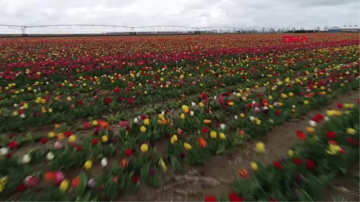 KONYA, LALE ÜRETİMDE TÜRKİYE BİRİNCİSİ