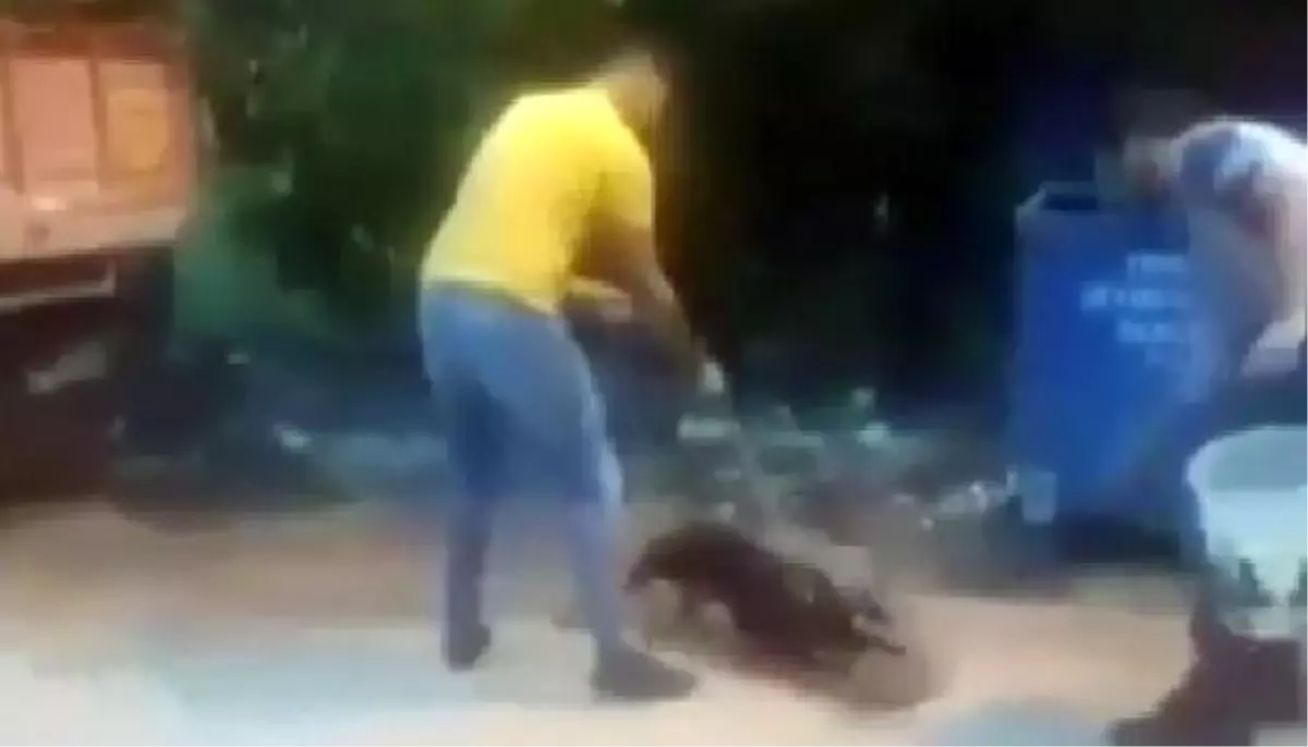 Köpeğine, sokak kedisini parçalattı