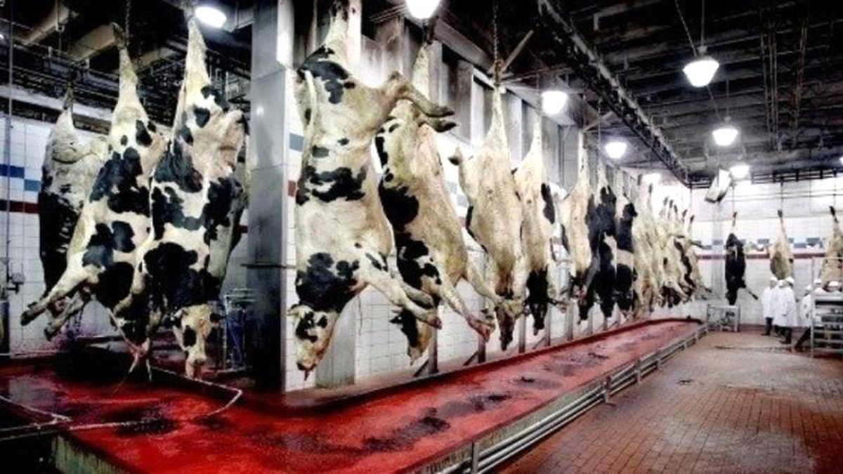 Rapor: 2040 yılında etlerin yüzde 60\'ı hayvanlardan gelmeyecek