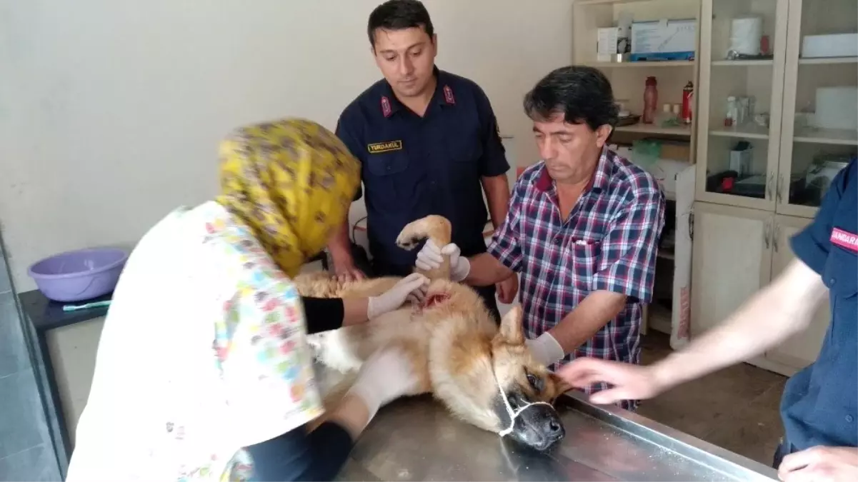 Sahipsiz yaralı köpeğe jandarma sahip çıktı