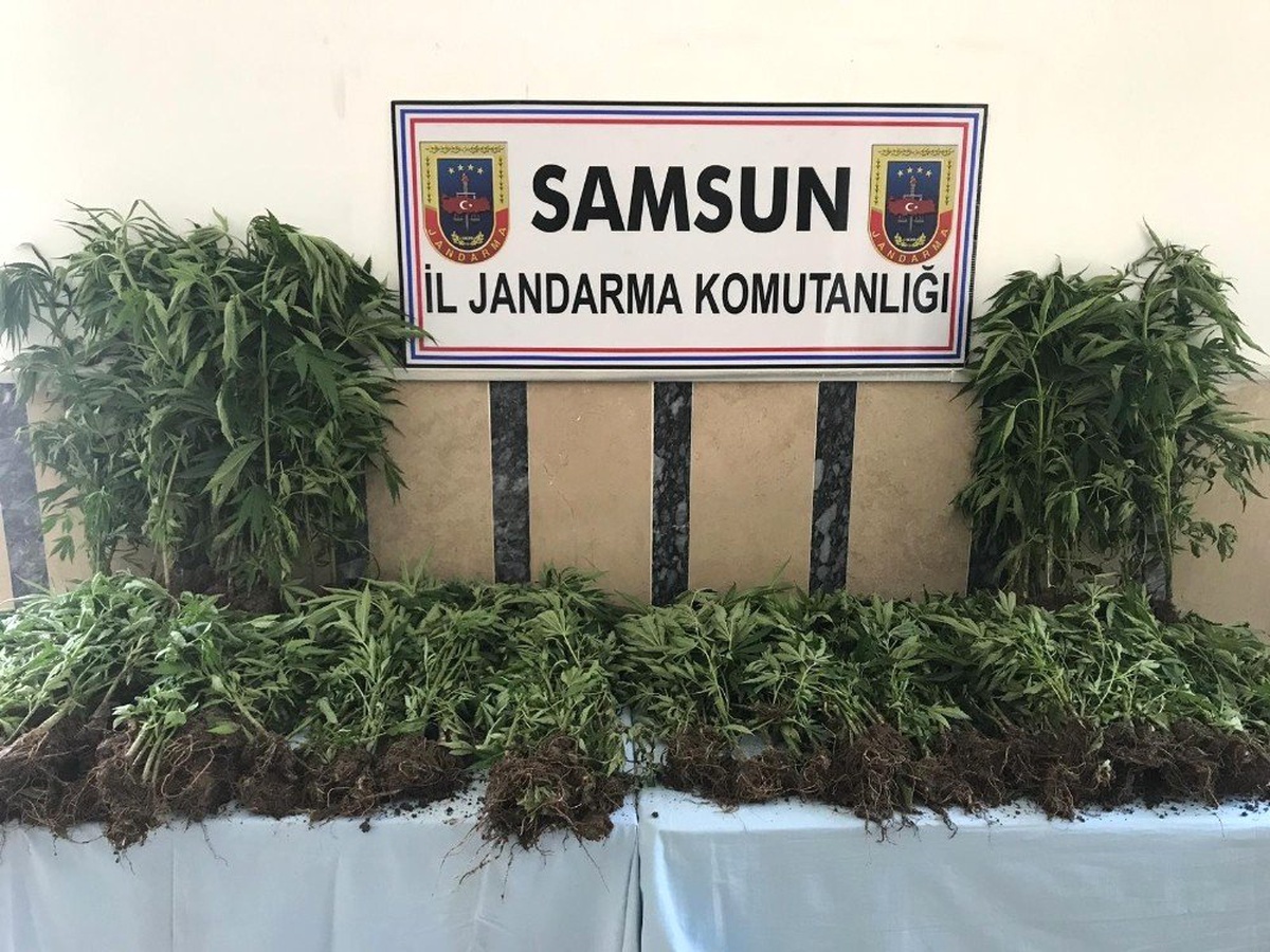 Samsun\'da jandarmadan uyuşturucu operasyonu