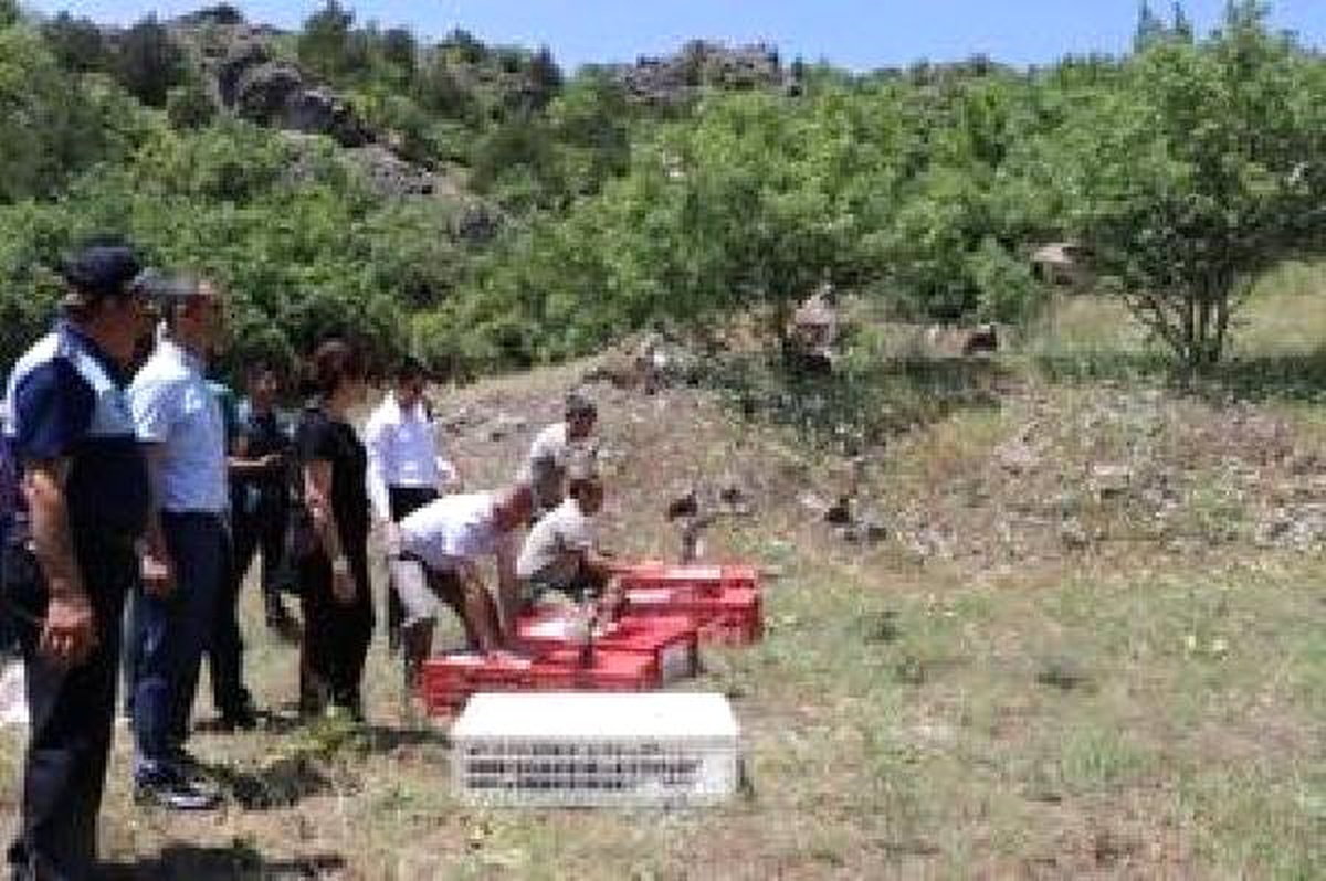 Tokat\'ta 3 bin keklik doğaya salındı