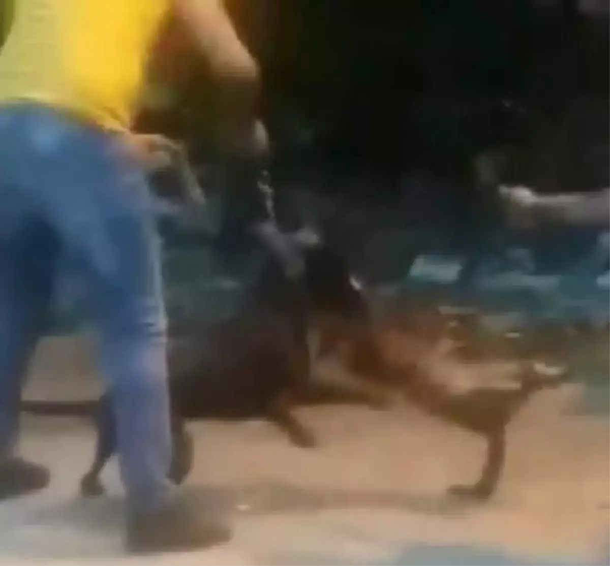 Vicdansız adam köpeğine sokak kedisini böyle parçalattı