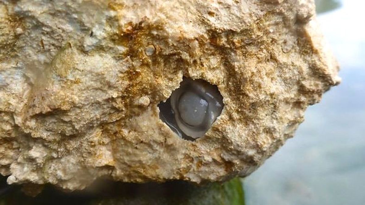 Yediği Taşları Kum Olarak Çıkaran Bir Canlı Keşfedildi