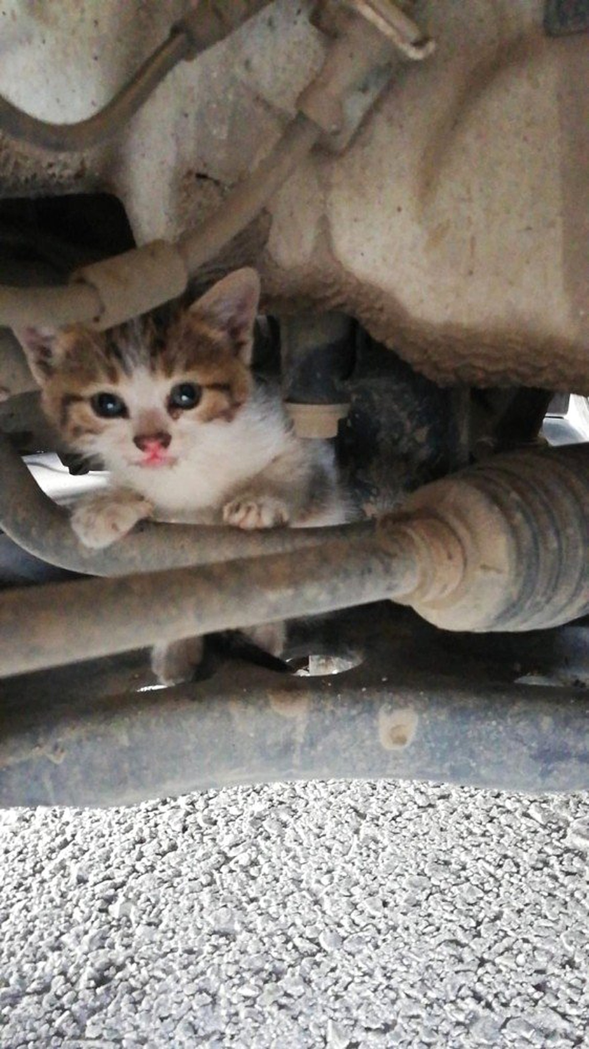 Araç motoruna sıkışan yavru kedi kurtarıldı