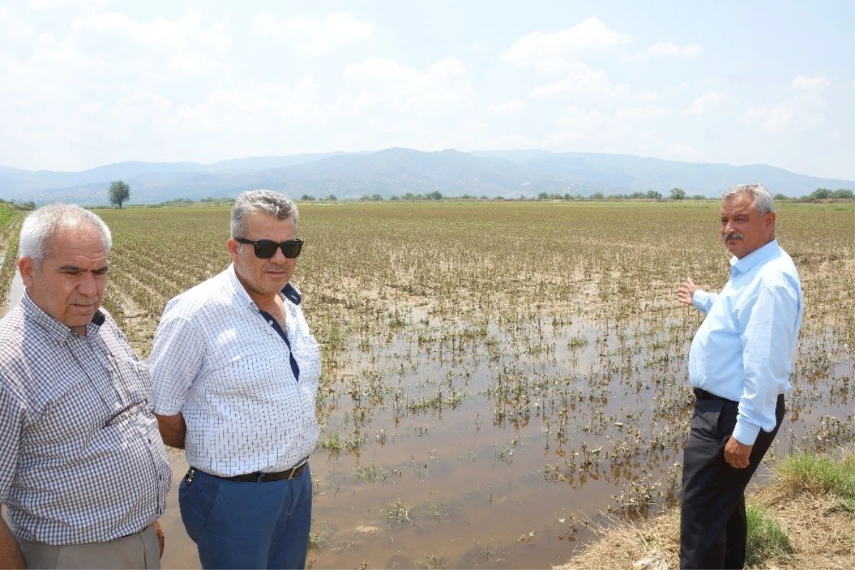 Aydın çiftçisi 30 bin dönüm alanda 40 milyon lira zararda