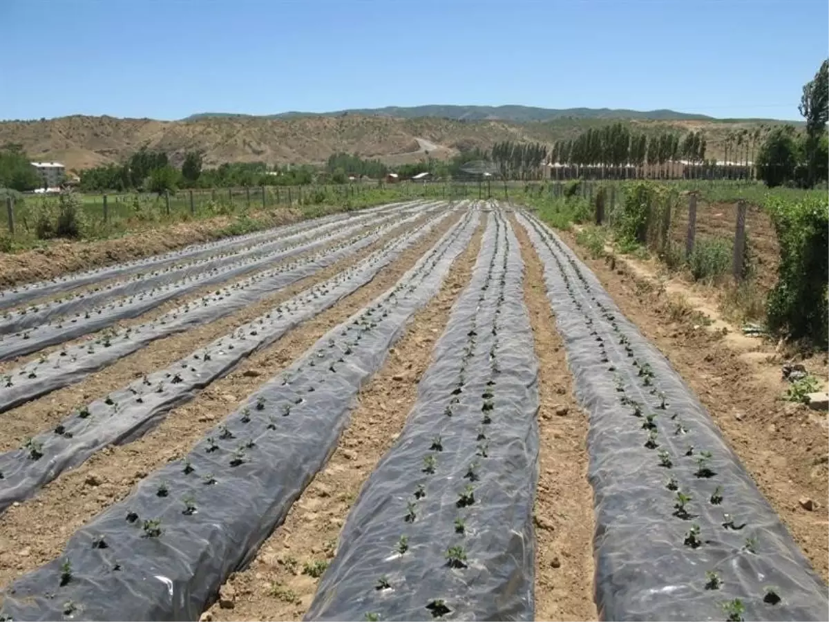 Bingöl\'de 106 bin çilek fidesi yüzde 70 hibe ile dağıtıldı