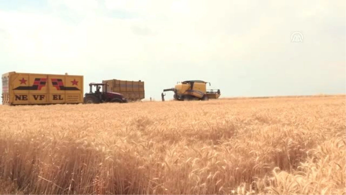 Buğdayda 1 buçuk milyon ton rekolte beklentisi