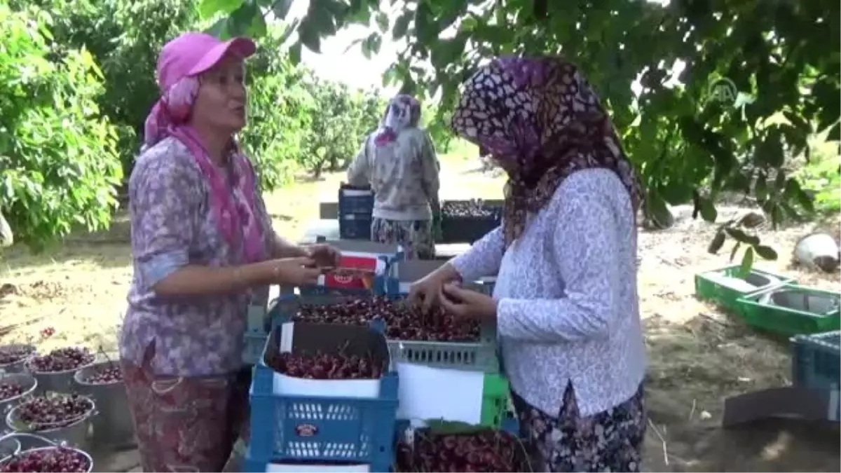 Çanakkaleli meyve üreticisinin yeni gözdesi "Alman kirazı"