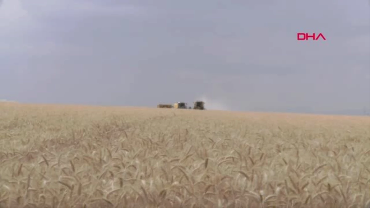 Diyarbakır\'da Vali Güzeloğlu, buğday hasadını başlattı