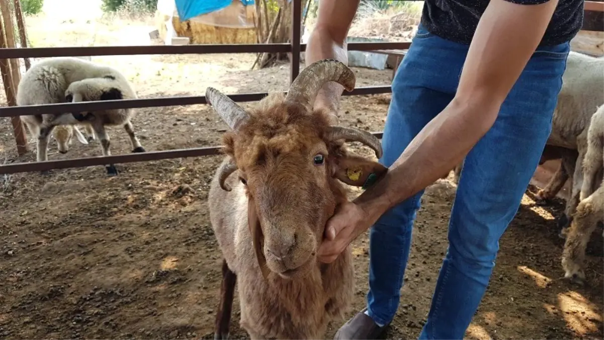 Dört boynuzlu koç ilgi odağı oldu