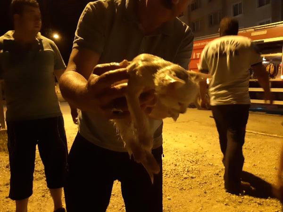 Elektrik direğinde sıkışan kedi kurtarıldı