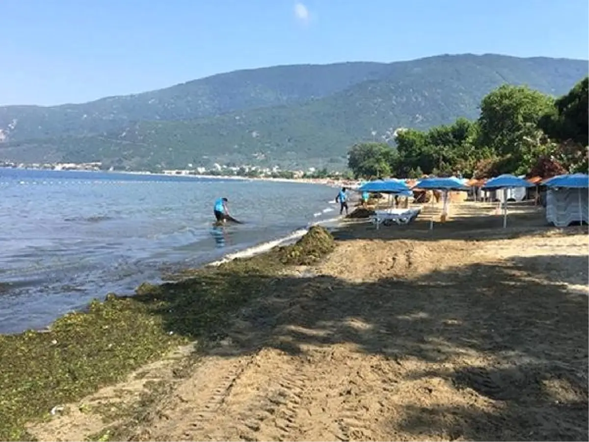 Erdek sahilinde yosun temizliği