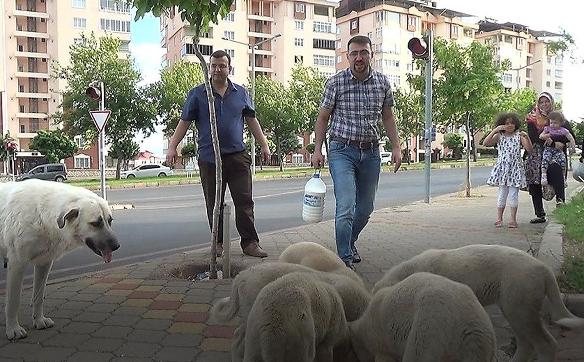 Evine götüreceği sütü sokak köpeklerine içirdi