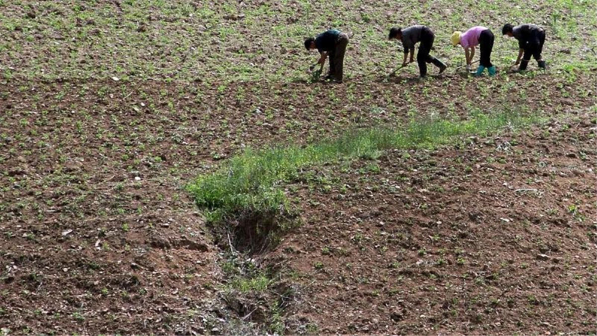 Güney Kore\'den kuraklığın vurduğu Kuzey Kore\'ye 50 bin ton pirinç yardımı