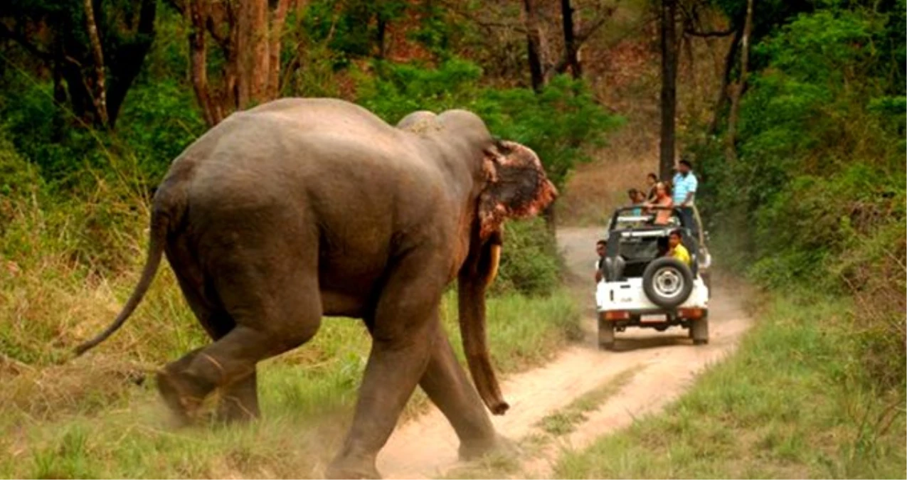 Hindistan\'da fil saldırısına uğrayan 2 kişi hayatını kaybetti