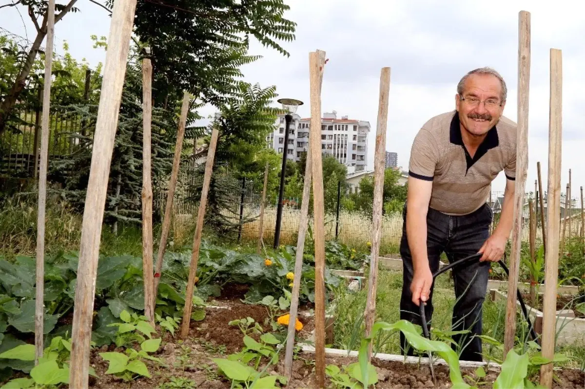 Kent Tarım\'da ilkbahar dönemi sona erdi