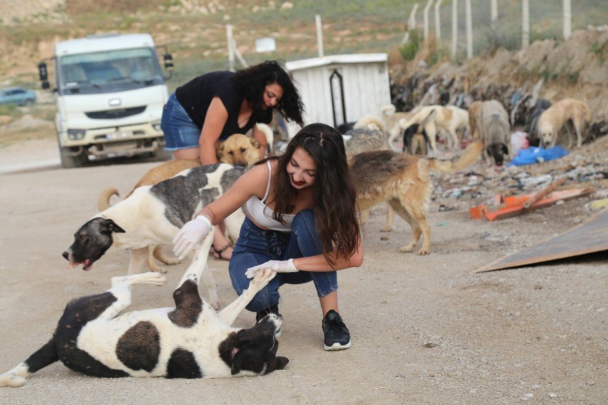 Kimsesiz köpekleri sevgiyle besliyorlar