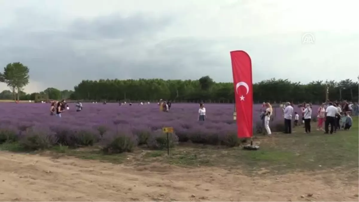 Lavanta moru Edirne\'nin tanınırlığını artırdı