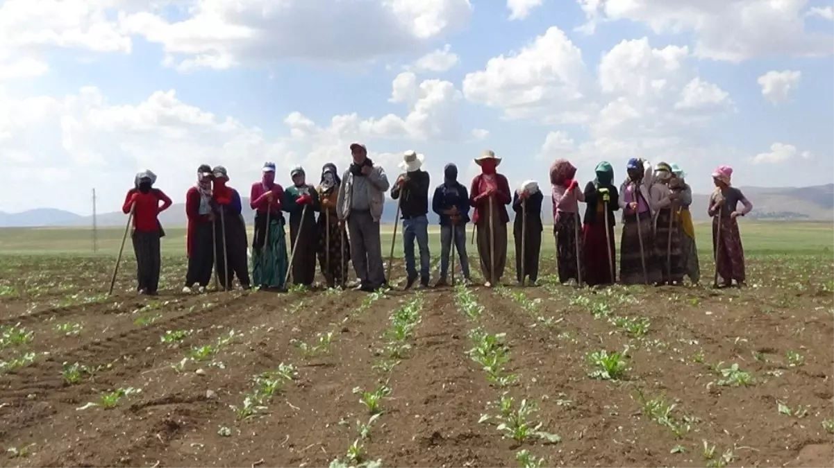 Mevsimlik işçilerin sıcakta çapa mesaisi