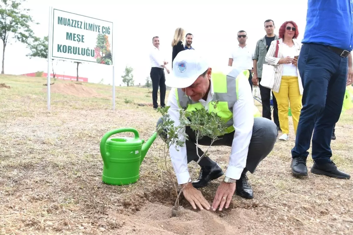 Muazzez İlmiye Çığ için 105 meşe fidanı dikildi