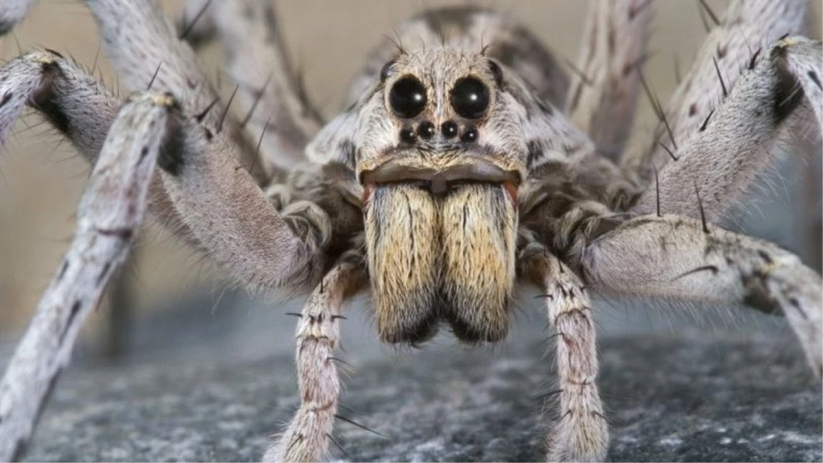 Yeni Bir Araştırmaya Göre Erkek Örümcekler, Aşk İçin Hayatlarını Tehlikeye Atıyor
