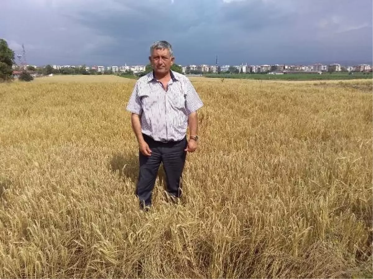 Yenişehir\'de, buğday hasadına yağmur engeli