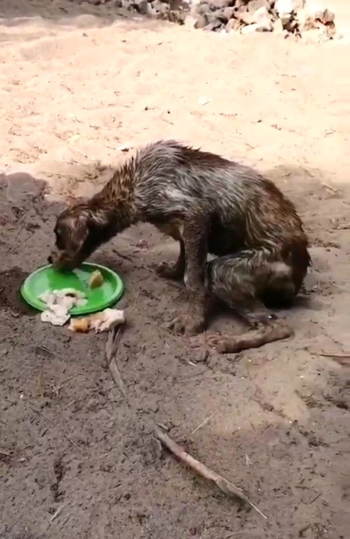 Antalya\'da korkunç olay: Köpekleri çuvala koyup ölüme terk ettiler