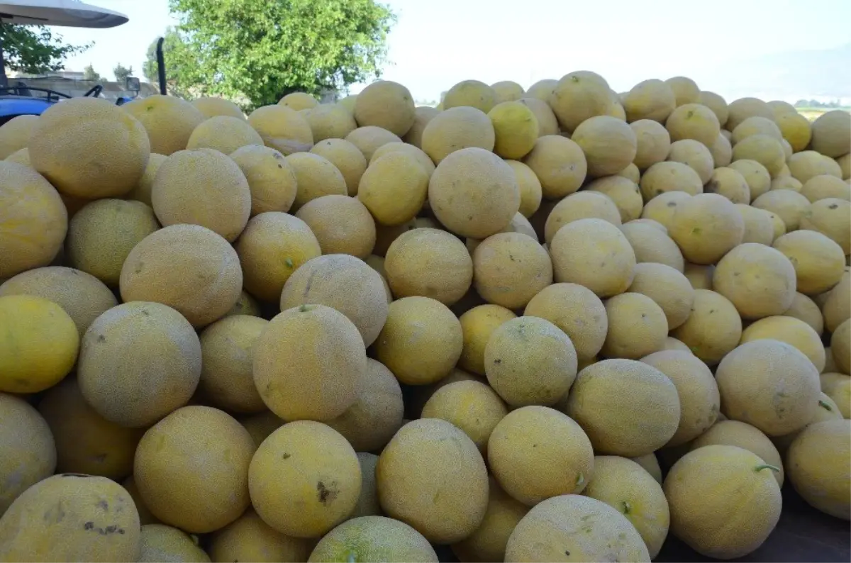 Aromasıyla meşhur Kırıkhan kavununda hasat başladı